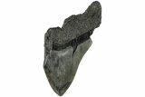 Partial, Fossil Megalodon Tooth - South Carolina #170609-1